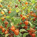 Physalis alkekengi 'Pygmy'